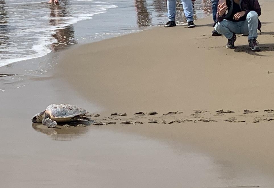 Liberato in mare Rocco, la tartaruga era rimasta impigliata nelle reti