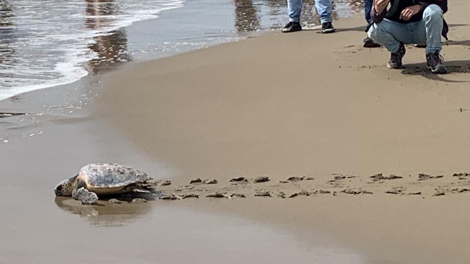 Liberato in mare Rocco, la tartaruga era rimasta impigliata nelle reti