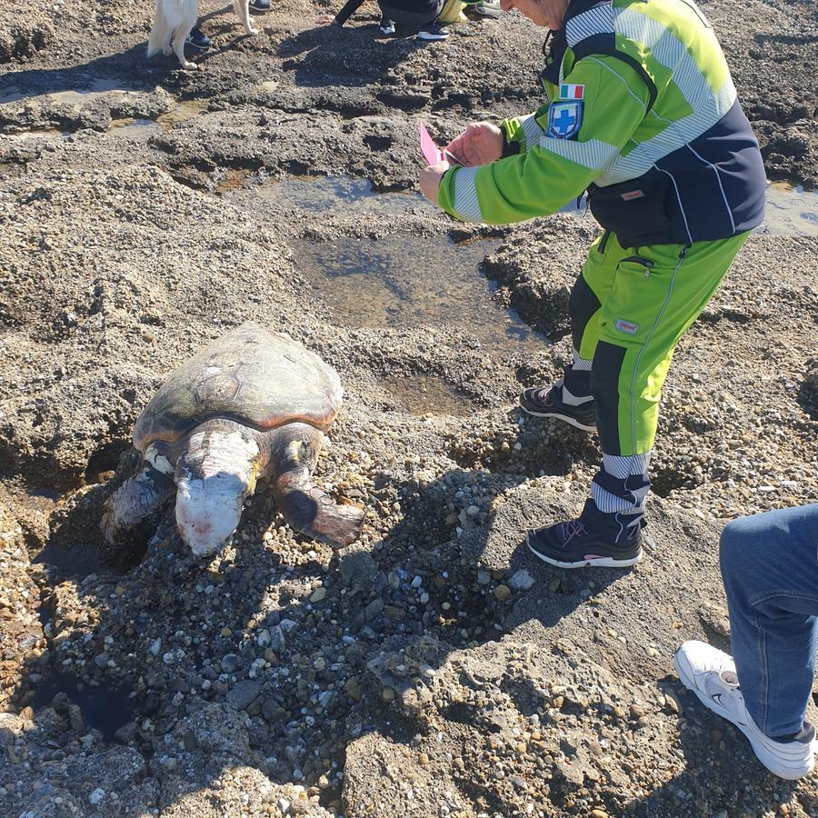 Trovata una tartaruga marina morta sugli scogli dell’Accademia