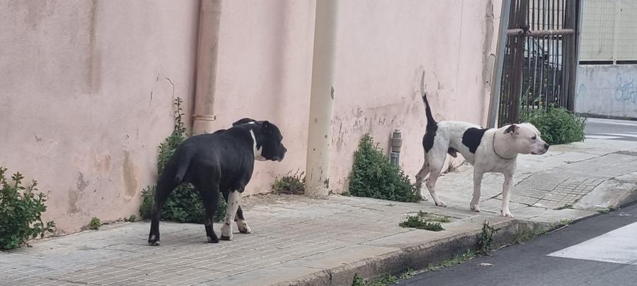 Due pitbull scatenano il terrore a Porto Torres: una pensionata ferita