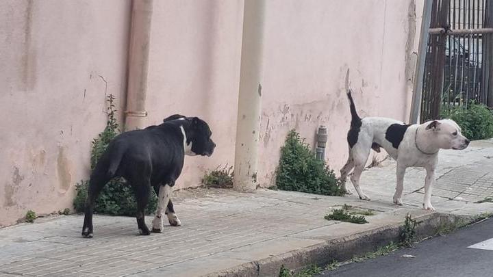Due pitbull scatenano il terrore a Porto Torres: una pensionata ferita