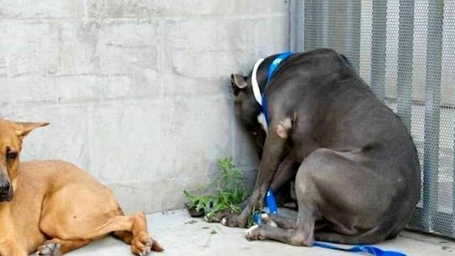 Tiene dieci cani in auto, denunciata per maltrattamento di animali