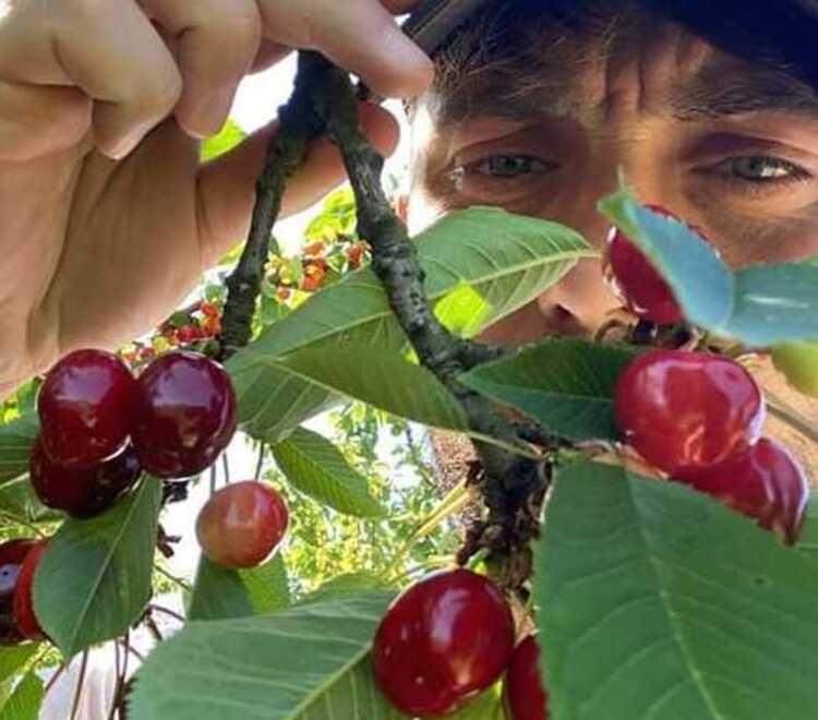 Vignola&nbsp; «Cercano raccoglitori? Ho chiesto un lavoro ma tutti mi dicono no» 