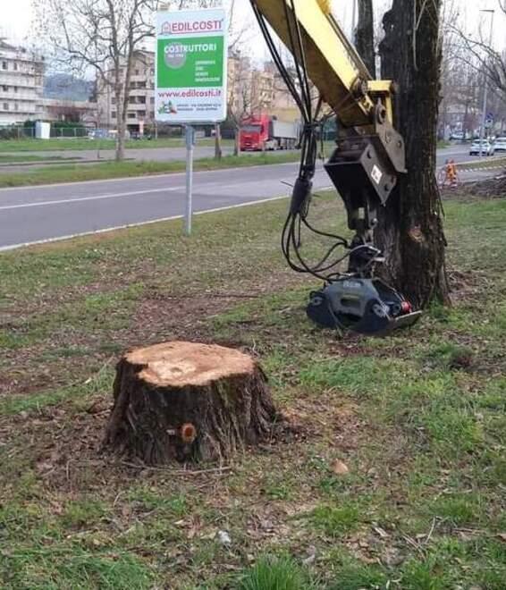 Sassuolo Alberi tagliati, Legambiente protesta «Abbattimento senza tregua dal 2020» 