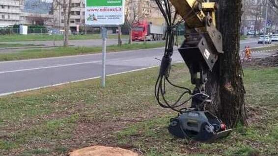 Sassuolo Alberi tagliati, Legambiente protesta «Abbattimento senza tregua dal 2020»