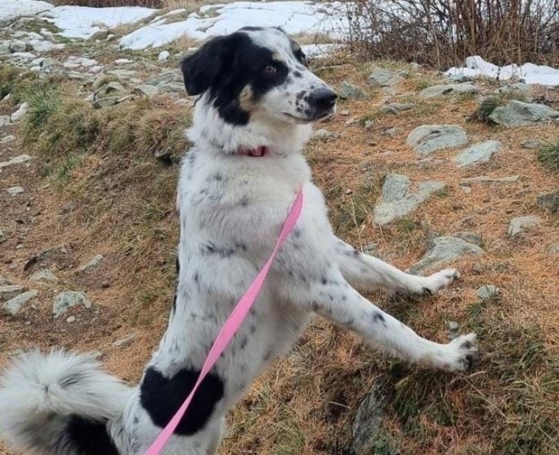 Carpi. Cane fugge dopo l’incidente «Aiutateci a ritrovarlo» 
