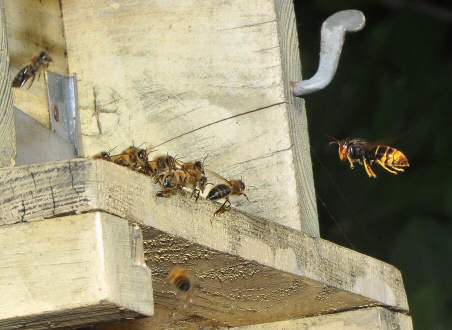 Invasione dei calabroni esotici, sono “ghiotti” delle api toscane: «Effetto del surriscaldamento»