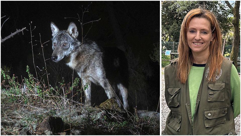 Un'immagine di lupo scattata dalle fototrappole e l’esperta Francesca Catani