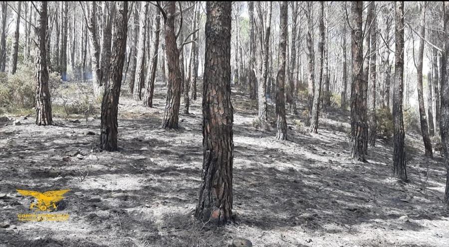 Villacidro, vasto incendio nella pineta di Narti