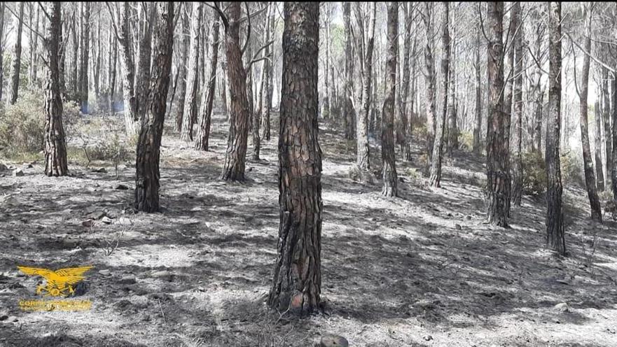 Villacidro, vasto incendio nella pineta di Narti