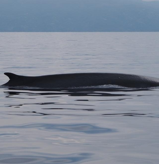 Il mare di Alghero piace alle balene: avvistati dall’Arpa cinque esemplari 