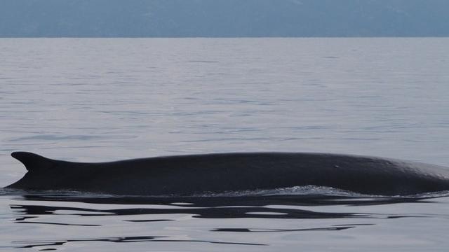 Il mare di Alghero piace alle balene: avvistati dall’Arpa cinque esemplari 