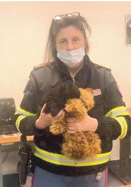 Alcuni dei cuccioli oggetto delle indagini di Stradale e Municipale
