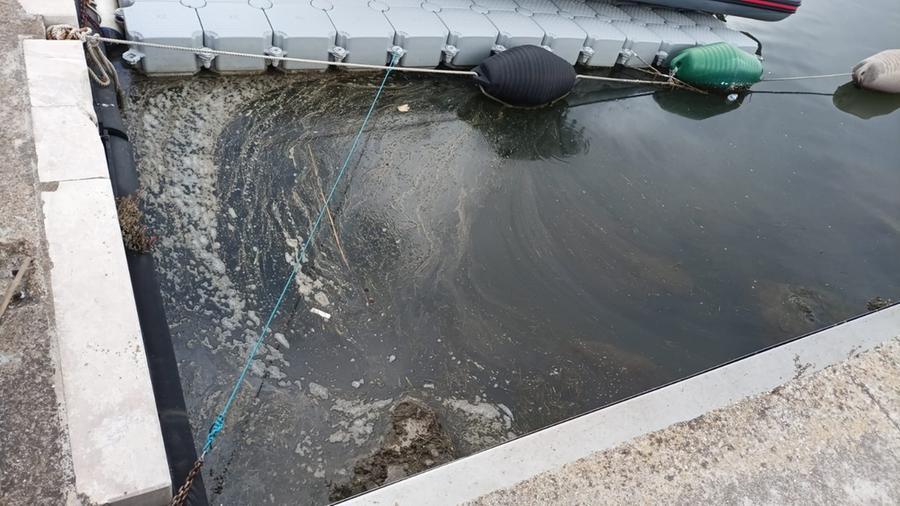 
	La moria di pesci come da segnalazione di un lettore

