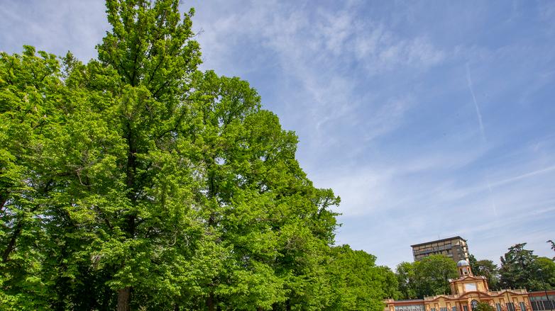 Modena, più alberi che abitanti Siamo la città più verde d’Italia