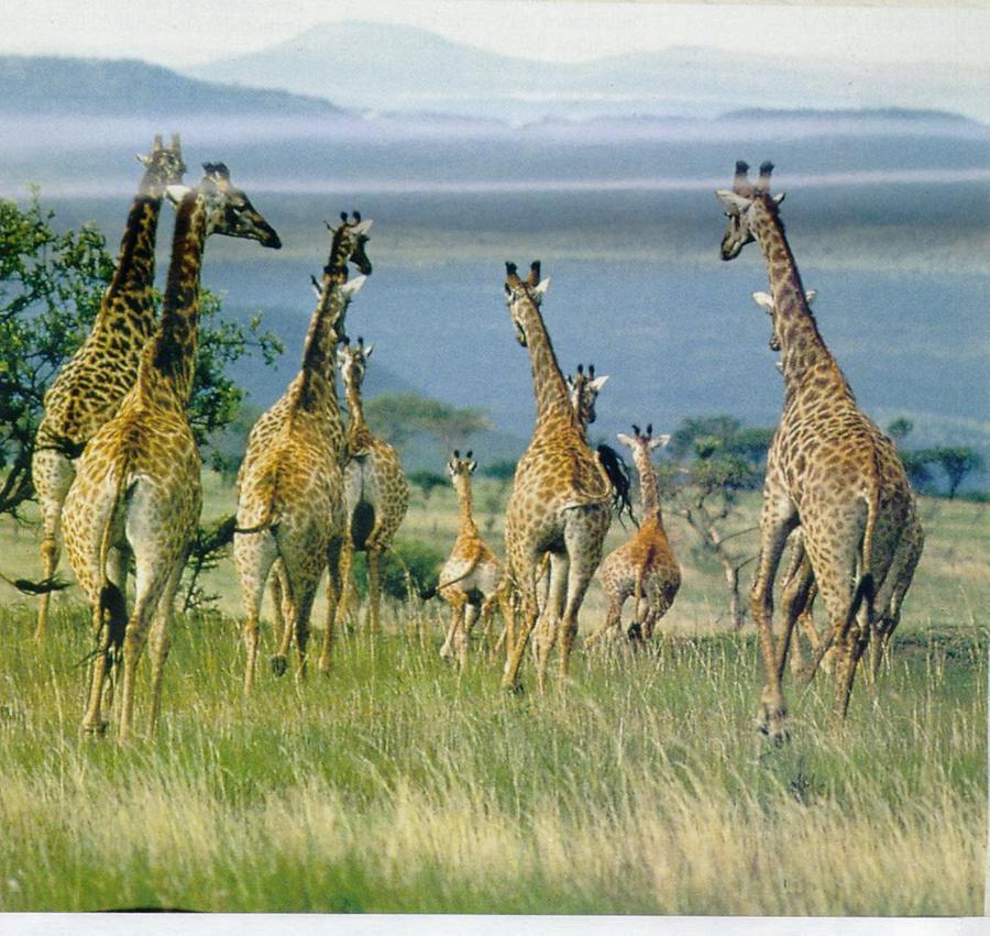 
	Un'immagine della savana in Africa

