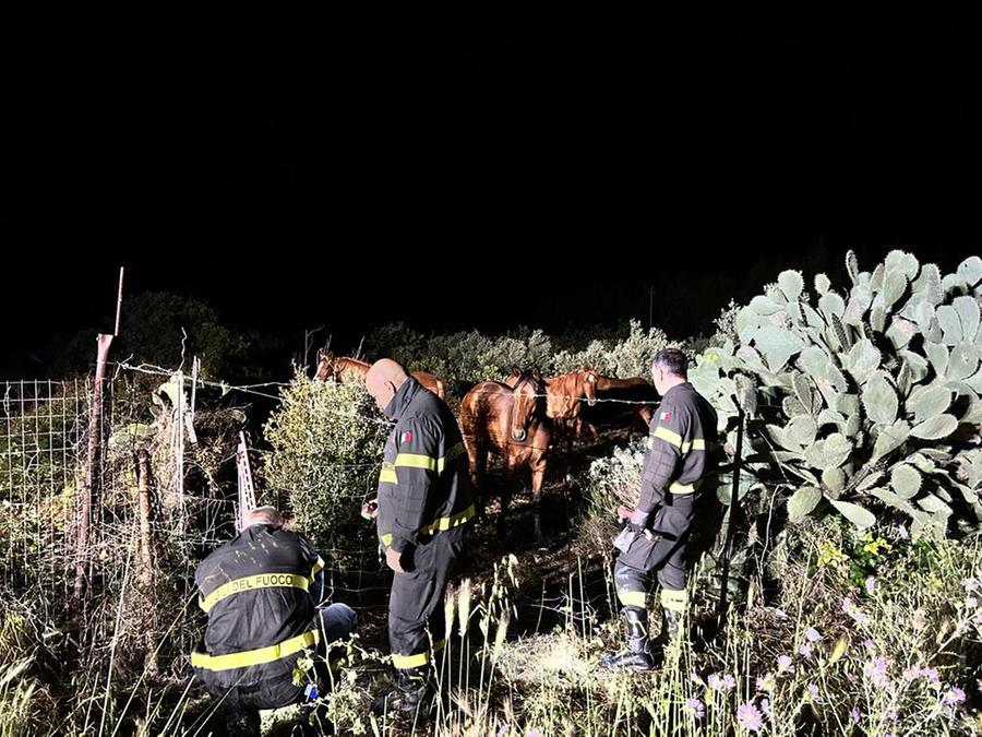  Paura nella notte nella vecchia 125: cavallo imbizzarrito occupa la carreggiata