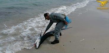 Venti cuccioli di squalo blu partoriti sulla battigia a Calasetta