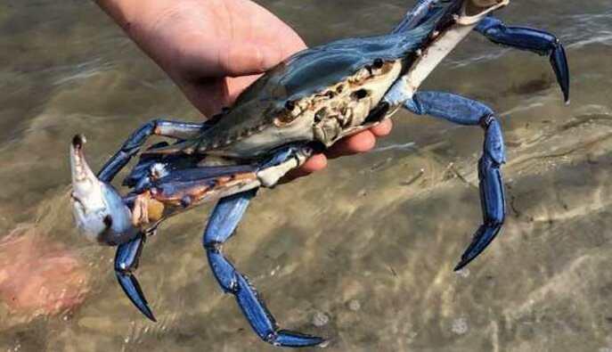 «Dal granchio blu al barracuda: quanti “alieni” nel mare sardo»