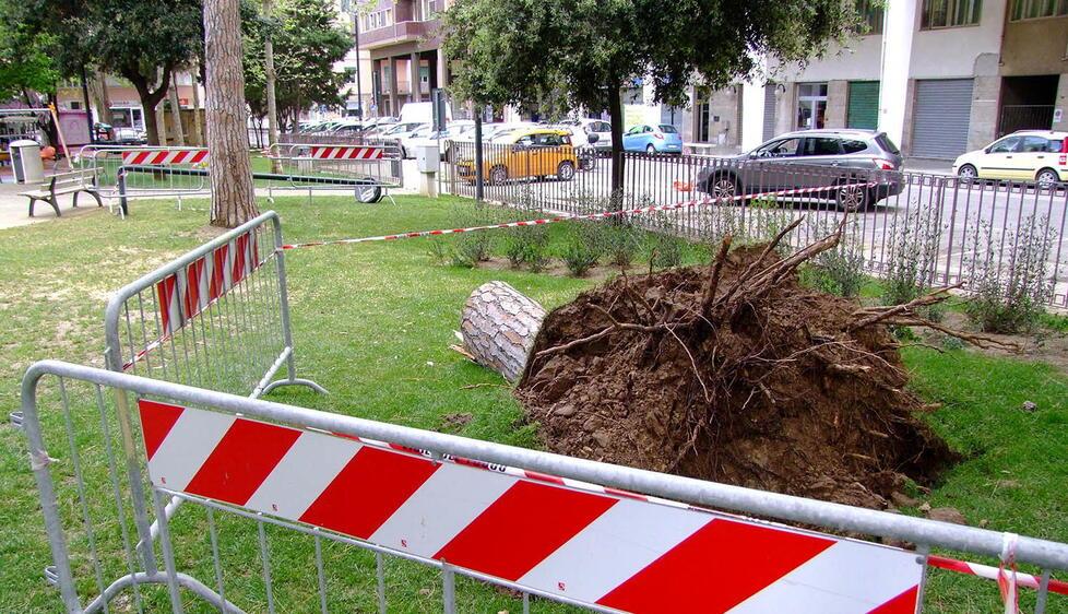 Piombino, pino caduto in piazza Costituzione: ora si punta a sostituire gli alberi