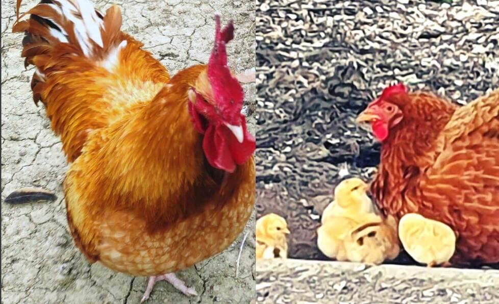 Formigine&nbsp; Pedro è diventato papà di sette pulcini 