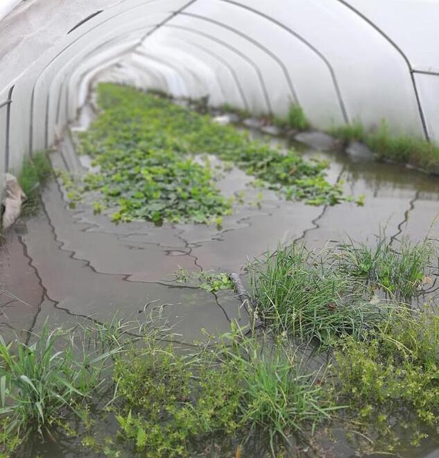 L’allarme dagli agricoltori della Bassa «Produzione persa all’80% Danni anche alle strutture» 