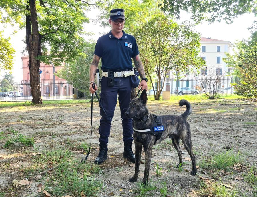 Ferrara. Il nuovo cane antidroga Foras trova otto nascondigli di sostanze