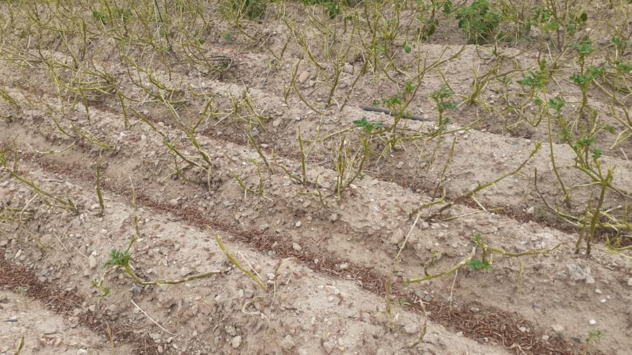 
	Un campo dopo il passaggio delle cavallette


