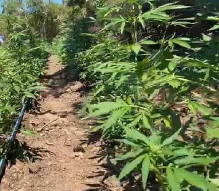 Cannabis “coltivata” dalla Procura: l’accusa chiede sei condanne