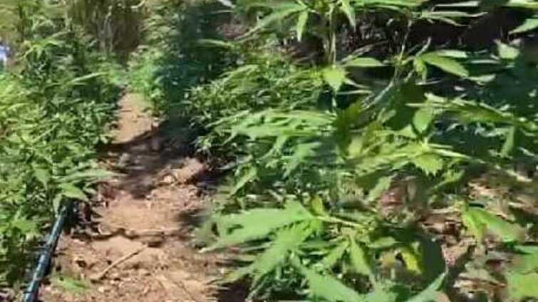 Cannabis “coltivata” dalla Procura: l’accusa chiede sei condanne