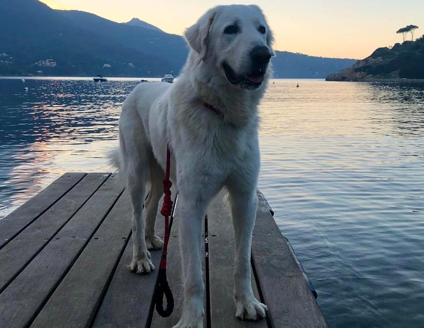 Oscar, il cane morto mentre veniva portato in continente per l’assenza di una clinica veterinaria h24 nell’isola