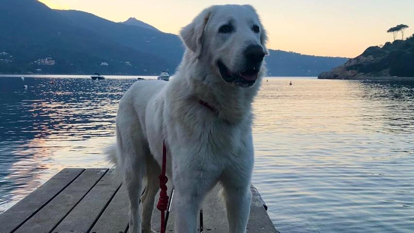 Oscar, il cane morto mentre veniva portato in continente per l’assenza di una clinica veterinaria h24 nell’isola