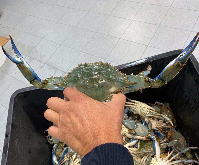 A Goro il granchio blu diventa un’opportunità