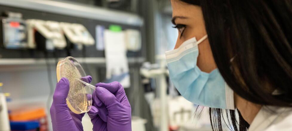 Un nuovo nemico per la salute Il batterio che “batte” l’antibiotico