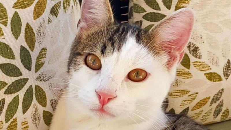 Gatto investito a Follonica, la rabbia della famiglia: «È morto, non ce lo vogliono ridare»