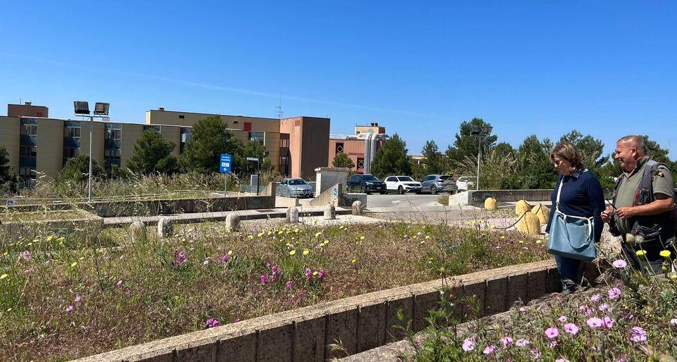 Esplosione di orchidee nei prati di Villamarina controllate dai volontari