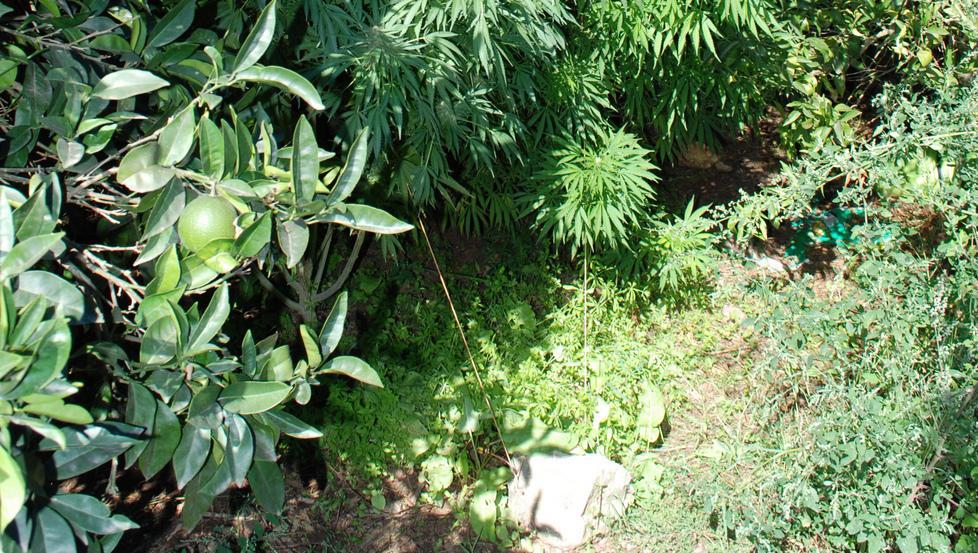 Coltivazione di droga tra alberi di arance 