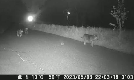 Carpi. Cinque lupi a passeggio nella via verso San Marino 