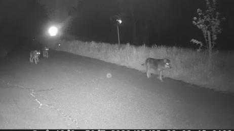 Carpi. Cinque lupi a passeggio nella via verso San Marino