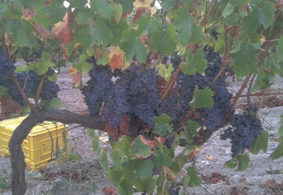 Vendemmia, qualità e quantità in crescita Un’annata da record 