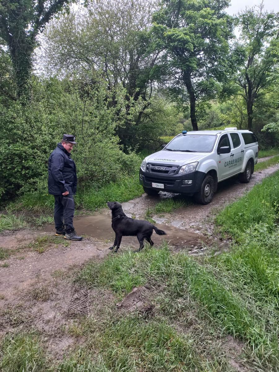 Giovane lupo trovato morto vicino a un torrente, s’indaga sulle cause
