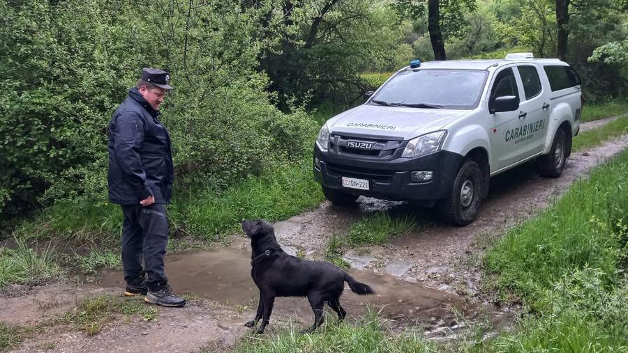 Giovane lupo trovato morto vicino a un torrente, s’indaga sulle cause