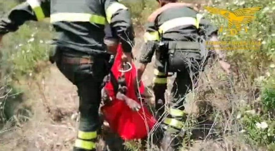Cervo con due zampe spezzate: soccorso dai forestali e portato al Centro fauna di Monastir