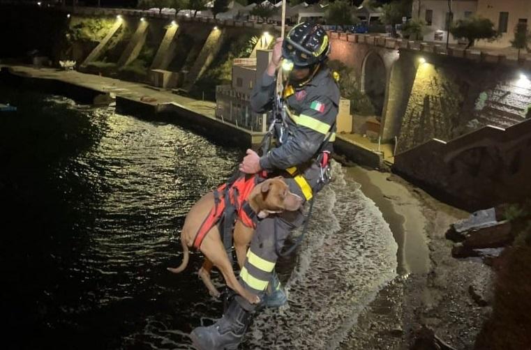 Piombino, cane salvato dai vigili del fuoco: era caduto nella scogliera