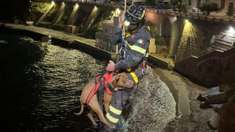 Piombino, cane salvato dai vigili del fuoco: era caduto nella scogliera
