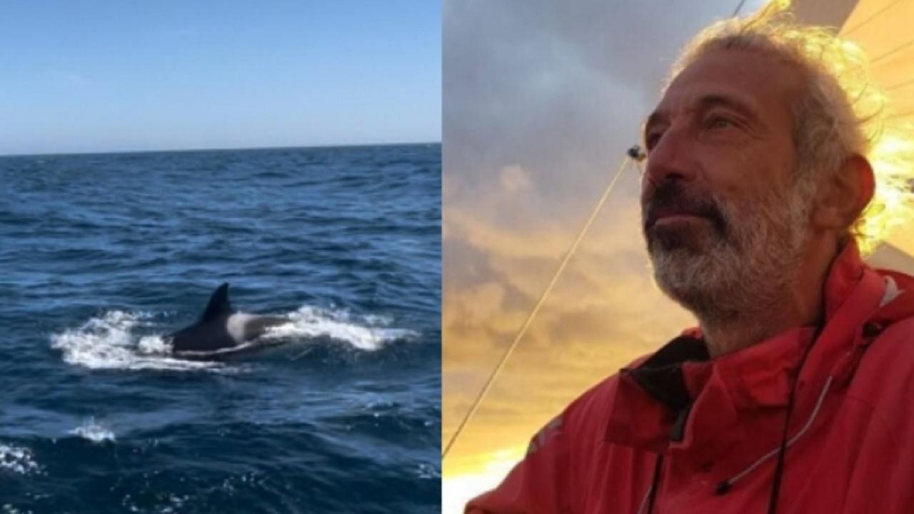 A sinistra un'orca, a destra lo zoologo e skipper Paolo Cavallini