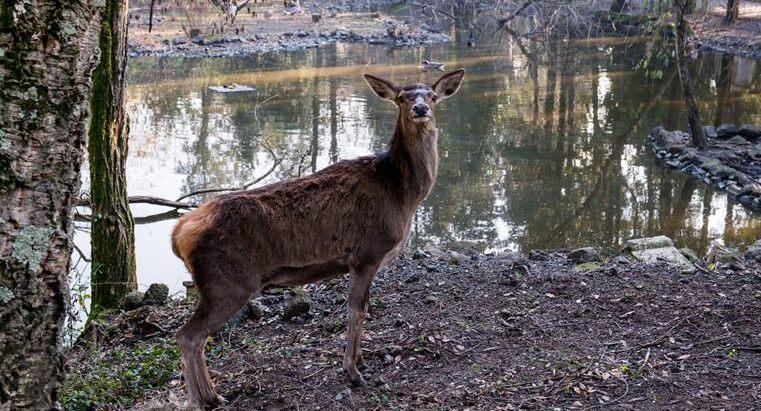 Galceti, il parco dimenticato è un caso. Forza Italia dà la colpa alla Regione