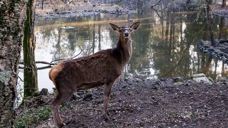 Galceti, il parco dimenticato è un caso. Forza Italia dà la colpa alla Regione