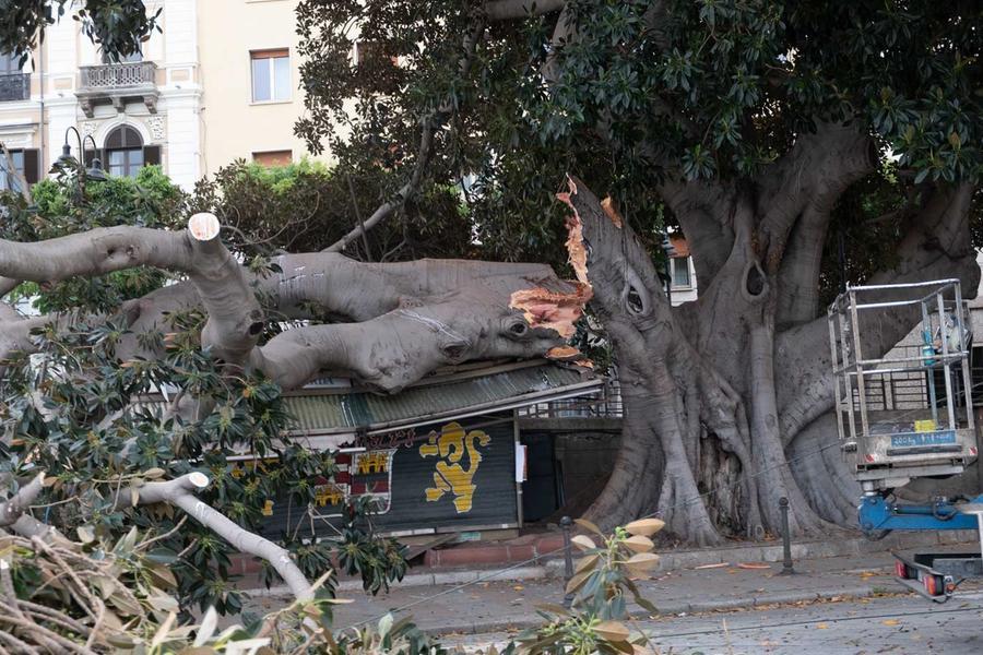 
	Il tronco spezzato dell'albero monumentale in via Roma<em> (foto Mario Rosas)</em>

