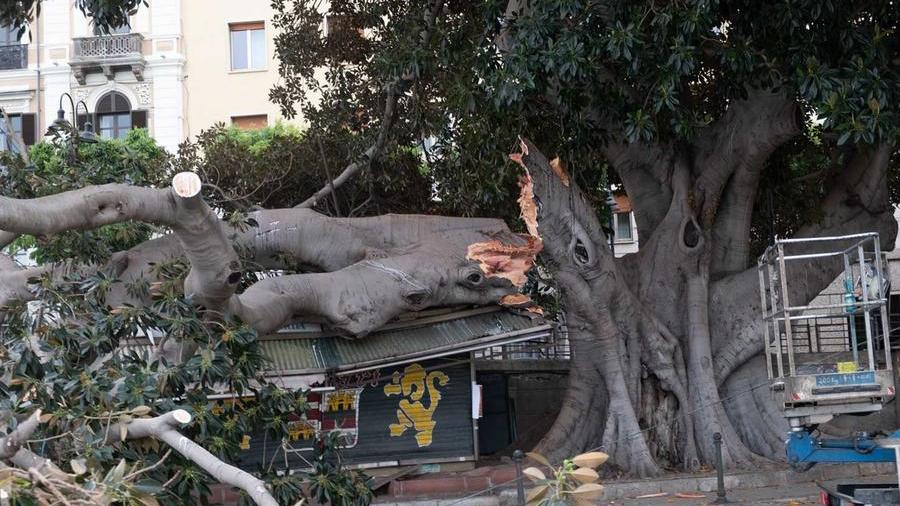 
	Il tronco spezzato dell&#39;albero monumentale in via Roma<em> (foto Mario Rosas)</em>

